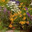 Perennials