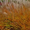 Ornamental_grasses_miscanthus_sinensis_silberfeder-1