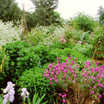 Perennial-boarder