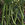 Beans: Phaseolus vulgaris, 'Tavera'