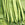 Beans: Phaseolus vulgaris, 'Flaco'