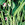 Beans: Phaseolus vulgaris, 'Provider'