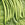 Beans: Phaseolus vugaris, 'Palermo'