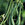 Beans: Phaseolus vulgaris, 'Blue Lake'