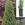 Hedges_thuja_occidentalis_smaragd-1.sprite