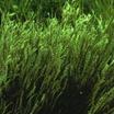 Ornamental_grasses_schizachyrium_scoparium-1
