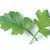 Herbs: Artemisia vulgaris