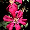Clematis_clematis_mme