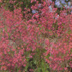 Coral_bells_heuchera_brizoides_x_chatterbox-1