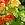 Annuals_tropaeolum_majus_alaska-1