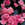 Begonias_begonia_doublet_pink-1