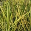 Ornamental_grasses_carex_elata_bowles_golden-1