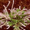 Heaths_and_heathers_calluna_vulgaris_jan_dekker-1
