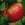 Tomatoes: Lycopersicon x 'Brandywine Red'