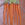 Carrots: Daucus Carota var. sativus, 'Interceptor'