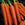 Carrots: Daucus Carota var. sativus, 'Napoli'