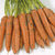 Carrots: Daucus Carota var. sativus, 'Negovia'