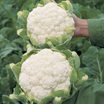 cauliflower