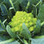 Cauliflower_veronica.small