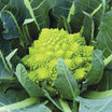 cauliflower