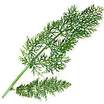 Fennel_foeniculum_vulgare_dulce-1
