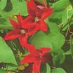 Clematis_clematis_texensis_gravetye_beauty-1