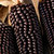 Corn_dakota_black_popcorn.small
