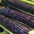 Corn_hopi_blue_flour.small