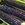 Corn: Zea mays, 'Hopi Blue Flour'