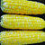 Corn_luscious.small