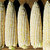 Corn_sugar_pearl.small