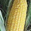 sweet corn