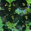Perennials_alcea_rosea_nigra-1
