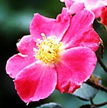 Rose, Antique Floribunda 'Nearly Wild' (1941)