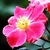 Antiques: Rosa 'Nearly Wild'