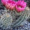Cacti and Succulents