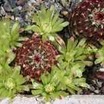 Cacti and Succulents