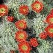 Cacti and Succulents