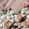 Cacti and Succulents