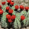 Cacti and Succulents