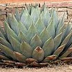 Cacti and Succulents