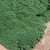 Thyme_thymus_minus-2.small