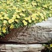 Cacti_and_succulents_delosperma_nubigenum-1