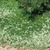 Thyme_thymus_serpyllum_albus-1.small