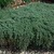 Thyme_thymus_lanuginosus-1.small
