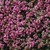 All_plants_thymus_serpyllum_coccineum-1.small
