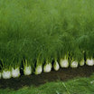 Fennel_orion