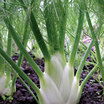Fennel_perfection