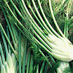 Fennel_zefa_fino