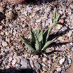 Cacti_and_succulents_agave_utahensis-1